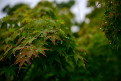 Close-up of wet maple leaves on tree