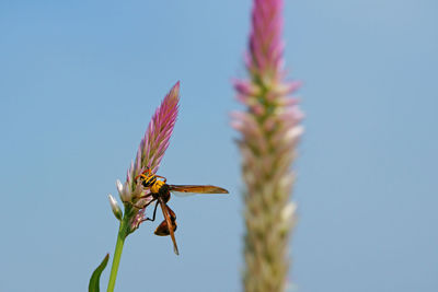 Close-up of insect on flower against clear sky