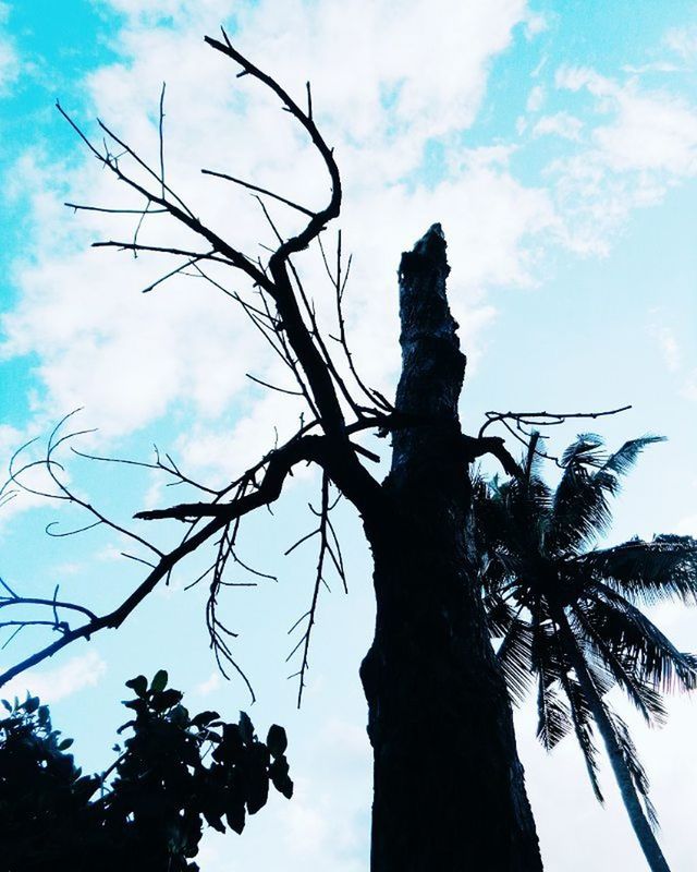 low angle view, tree, sky, branch, bare tree, tree trunk, silhouette, cloud - sky, tranquility, nature, cloud, growth, blue, beauty in nature, scenics, outdoors, no people, cloudy, day, tranquil scene