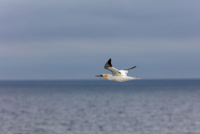 Seagulls flying over sea