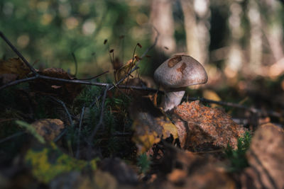 Close-up of mushroom growing on field