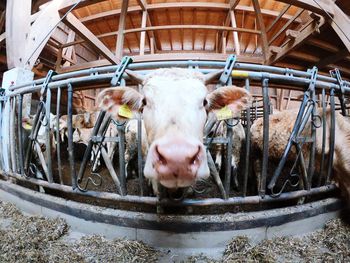 Portrait of cow in shed