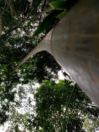 Low angle view of trees and bridge in forest