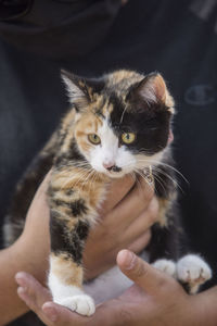Close-up of cat