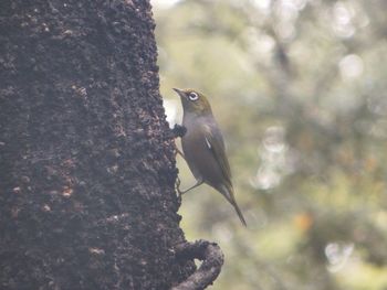 Close up of a bird