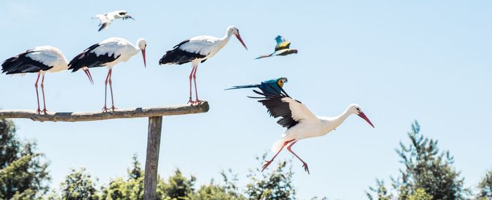 Low angle view of birds flying against sky