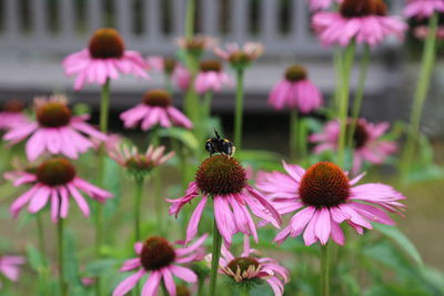 Close-up of honey bee on purple coneflower