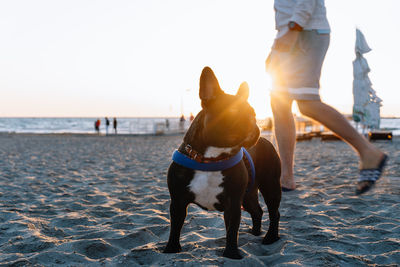 View of dog on beach