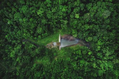 High angle view of tree