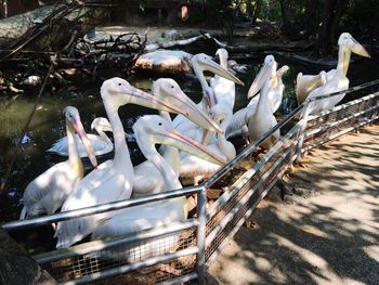 High angle view of birds in lake