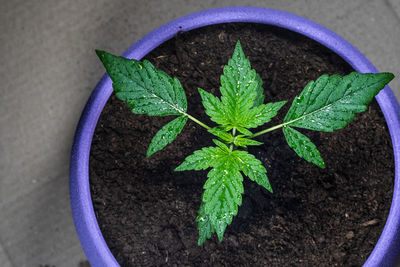 High angle view of potted plant