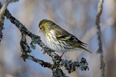 Close-up of bird perching on twig