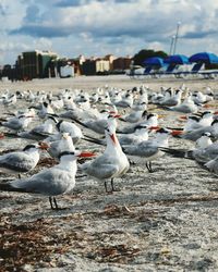 Seagulls on beach