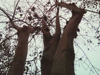 Low angle view of bare trees against sky