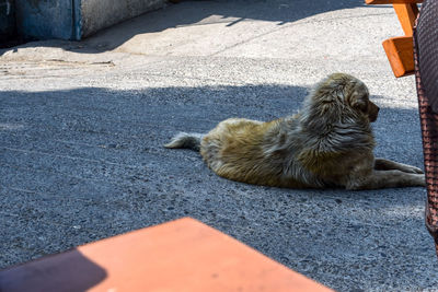 Dog lying down on road