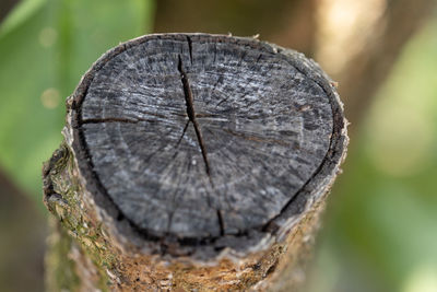 Close-up of tree stump