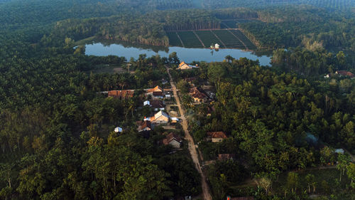 High angle view of trees and houses in forest