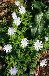 Close-up of white flowers blooming in park