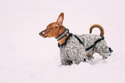 Dog on snow