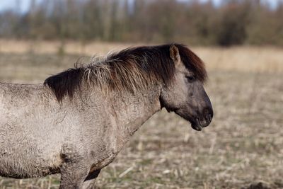 Close-up of horse on field