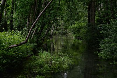 Scenic view of forest