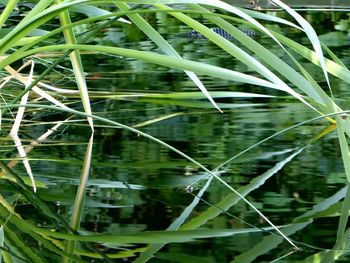 Close-up of fresh plants in water