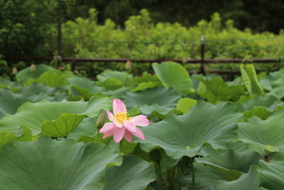 Close-up of pink lotus water lily