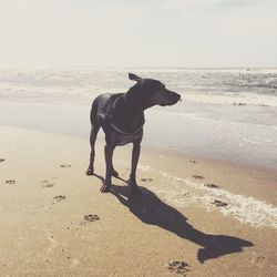 View of a dog on beach