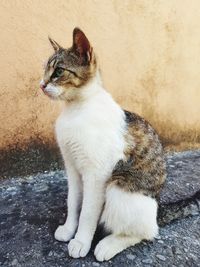 Cat looking away while sitting on wall