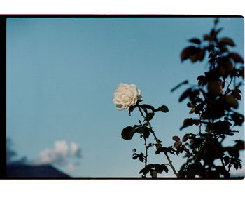 Close-up of flowering plant against sky