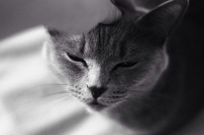 Close-up of a cat with eyes closed