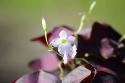 Close-up of white flowering plant