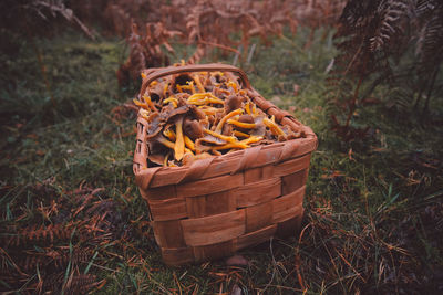 High angle view of mushrooms in basket on field