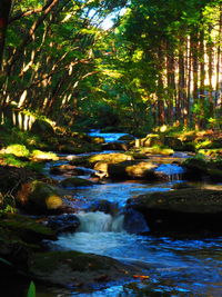 Stream flowing through rocks in forest
