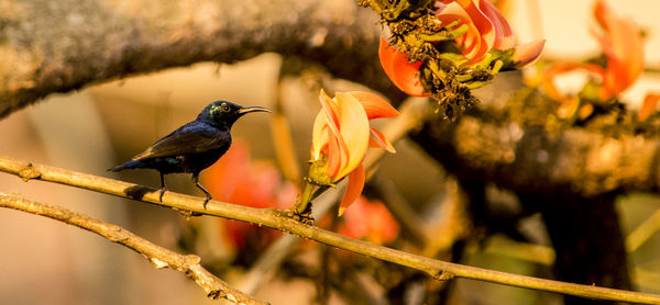 Close-up of bird perching on branch