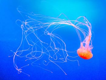 Close-up of jellyfish