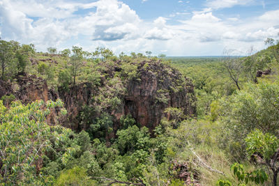 Scenic view of forest against sky