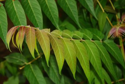 Close-up of fresh green leaves