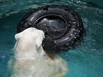 High angle view of horse swimming in sea