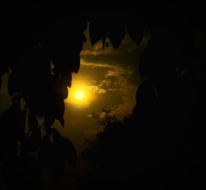 Close-up of silhouette tree against sky at night
