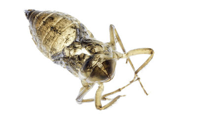 Close-up of insect on white background