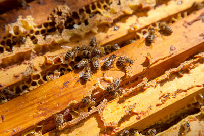 Full frame shot of honey