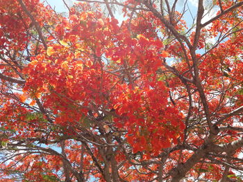 Low angle view of tree against sky