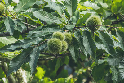 Close-up of fruit growing on tree