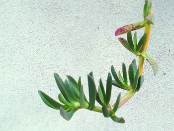 Close-up of plant