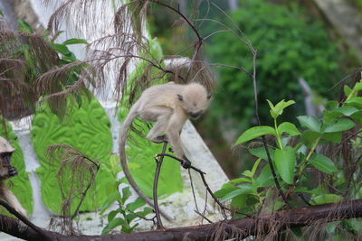 Monkey on tree