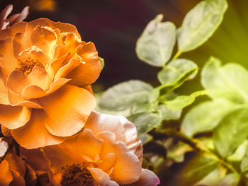 Close-up of yellow rose flower