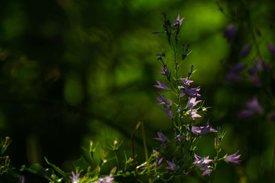 Close-up of flowers against blurred background