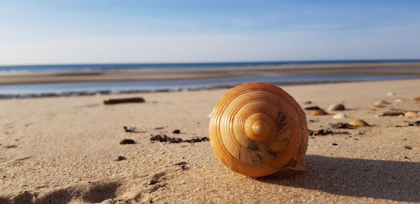 Close-up of shell on sand