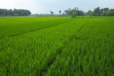 Scenic view of agricultural field